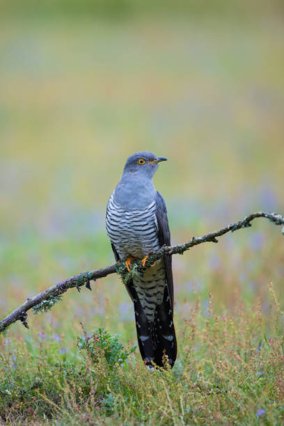 istock Male Cuckoo 1017133434