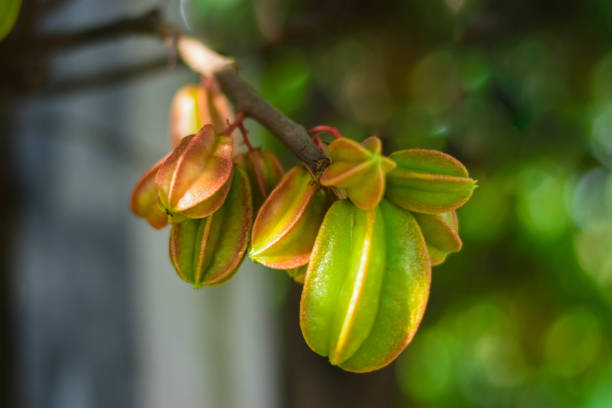 Carambola fruit on white background