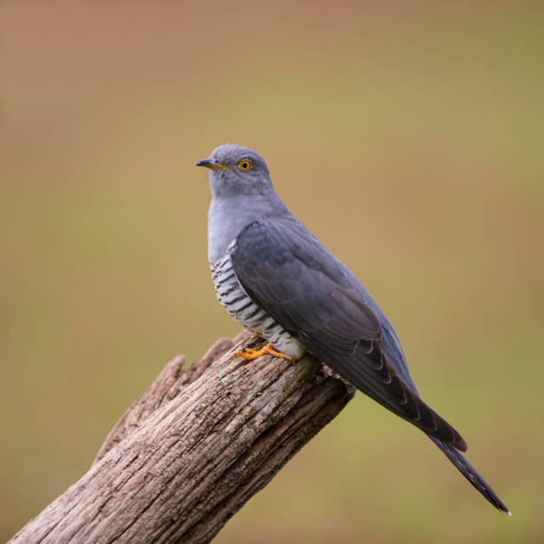istock Male Cuckoo 1017137968