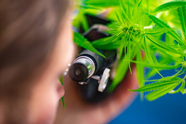 istock Adult Farmer Looking at Cannabis Plant Through Microscope 1017138124