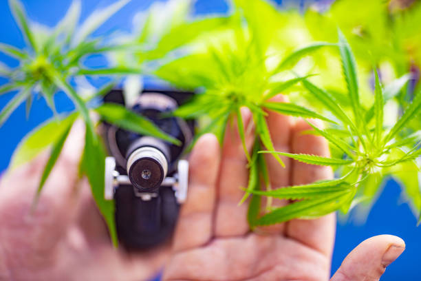 Examining Cannabis Sativa Plant WIth Microscope