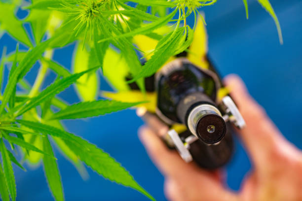 istock Examining Cannabis Sativa Plant WIth Microscope 1017138168