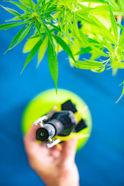 istock Examining Cannabis Sativa Plant WIth Microscope 1017138186