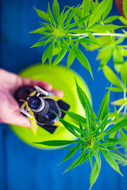 istock Examining Cannabis Sativa Plant WIth Microscope 1017138226