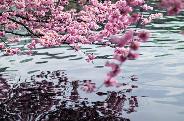 sakura - cerejeiras em flor ao redor do lago alster, em hamburgo - cherry blossom flower head spring flower - fotografias e filmes do acervo