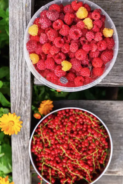 Fresh raspberry and red currant in bowl on wooden boards. Harvesting.