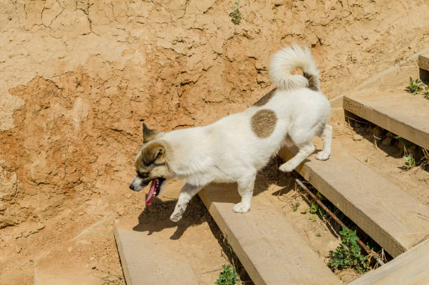 A small dog goes down a wooden staircase.