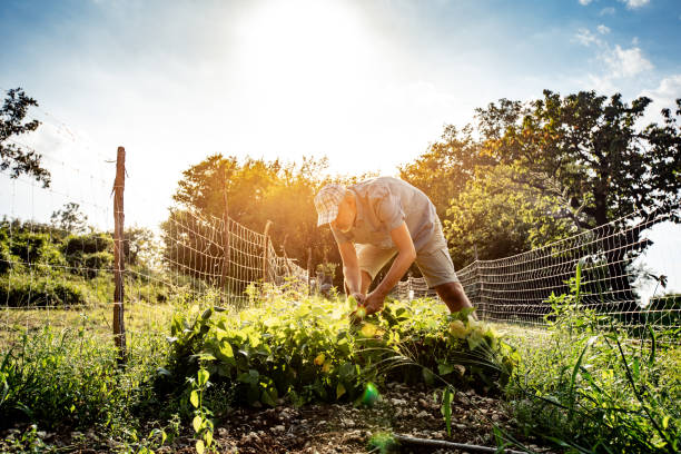 istock Mature Man Harvesting Organic Homegrown Runner Bean 1017157528