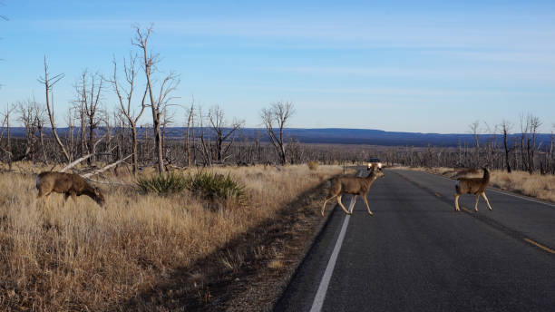 istock Deer encroaching on urban areas 1017161232