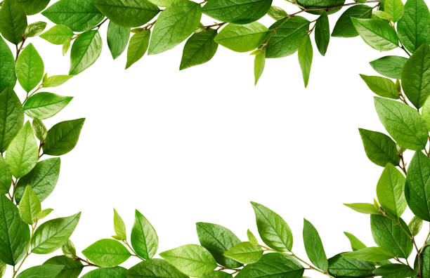 istock Twigs with fresh green leaves in a frame 1017165578
