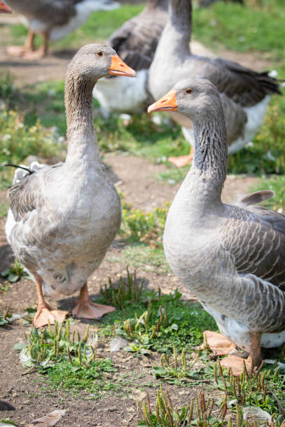 istock Two domestic geese on green grass 1017174976