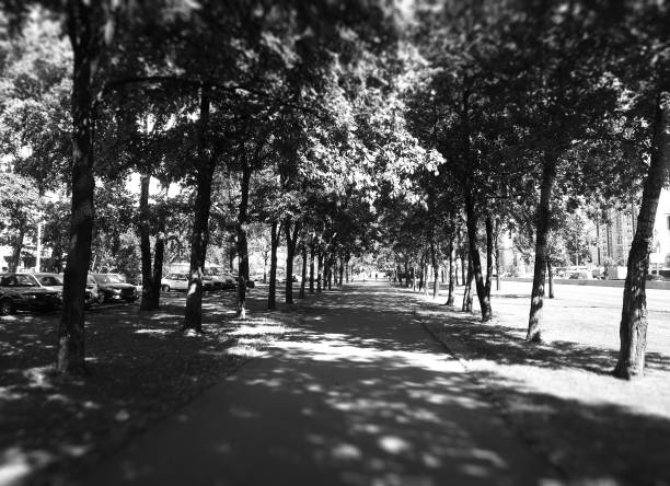 Black and white photo of a tree-lined pathway with bare trees and a person walking in the distance.