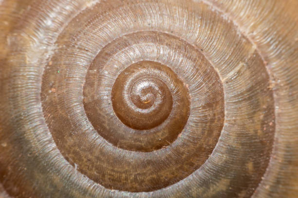 istock Stripes of beautiful snail shell. 1017186790