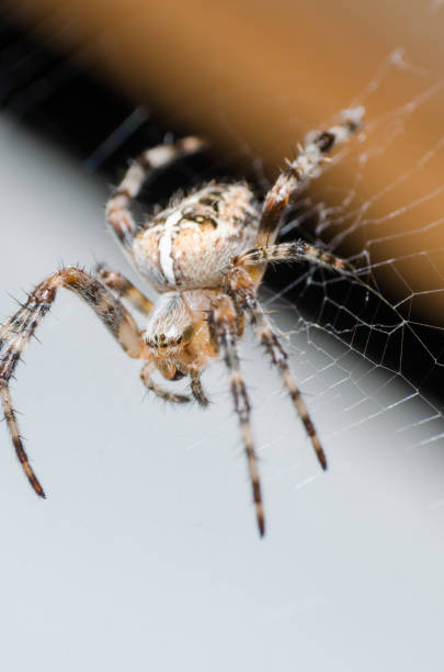 istock The spider sits on a cobweb in anticipation of a victim 1017186936