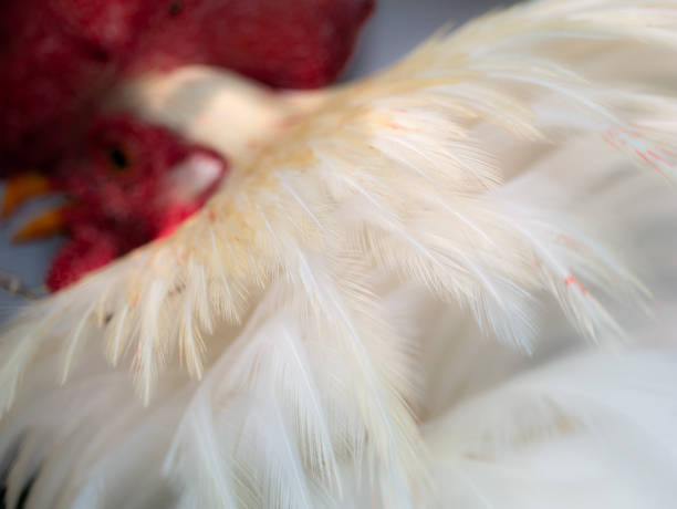 The Feathers of The Fighting Bantam