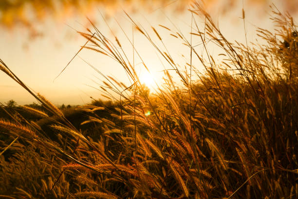 istock Desho grass Pennisetum pedicellatum at sunset time. Beautiful grass flower. background grass flower and orange light floral background. 1017189670