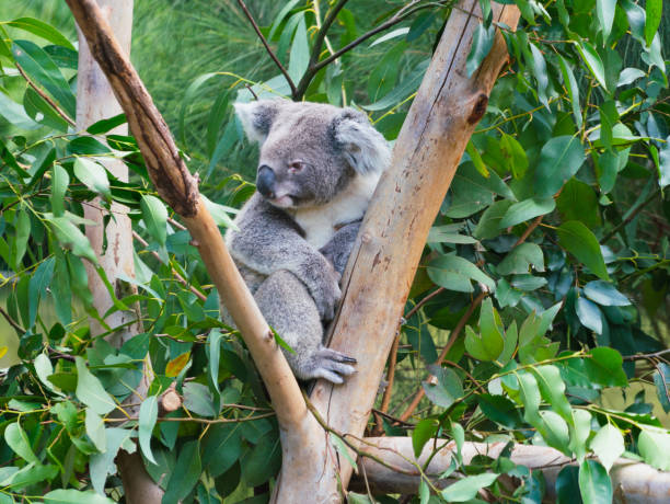 istock Cute koala Phascolarctos cinereus on tree branch from Australia 1017190044