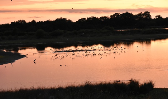 Bird flight on the Foucaut pond in the evening at sunset