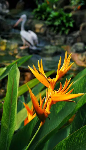 orange tropical flower with the bird in the background in the wildlife park