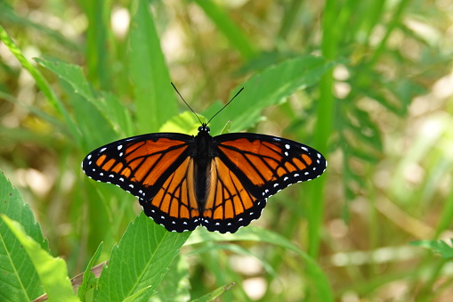 Viceroy butterfly in Southern Indiana