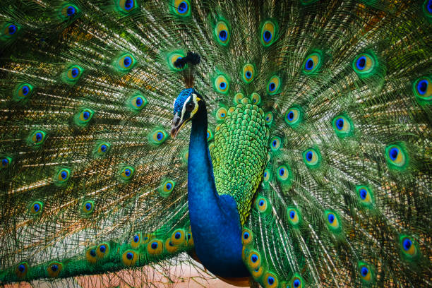 istock Male peacock showing off its tail 1017190434