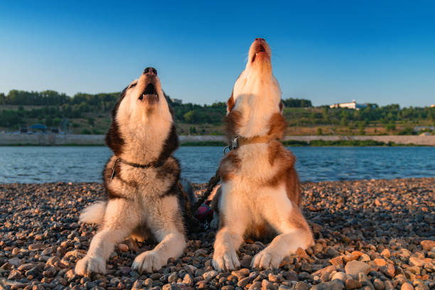 aullido de perros. dos huskies siberianos levantó la cara y gritaron. husky de cantar la canción. - sunny cantante fotografías e imágenes de stock