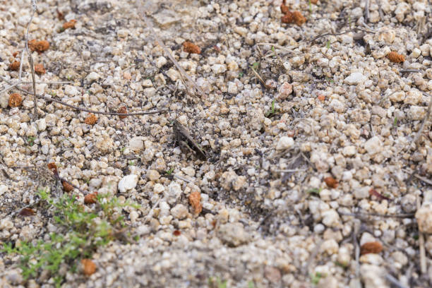little gray grasshopper camouflaged on the ground alert to flee