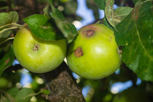 Apple scab is a disease in apples caused by a fungus Venturia Inaequalis. The malus remains edible but looks ugly.