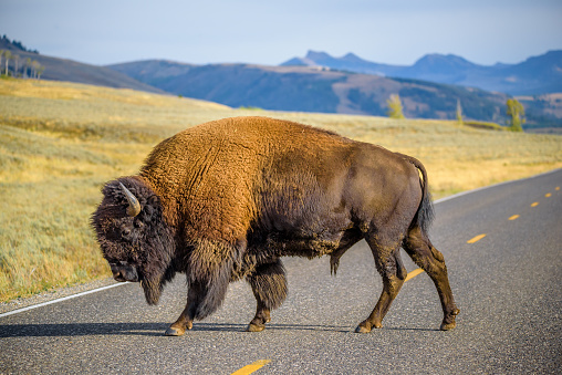 Large male bison blocking road in Yellowstone National Park