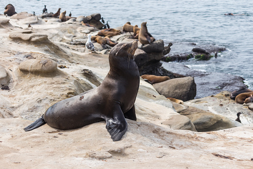Sea lions on the cliff at La Jolla Cove in San Diego, California, The United States of America