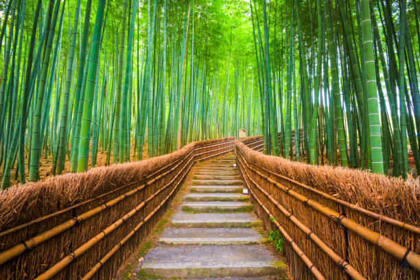 kioto, japonia bambusowy las - sagano zdjęcia i obrazy z banku zdjęć