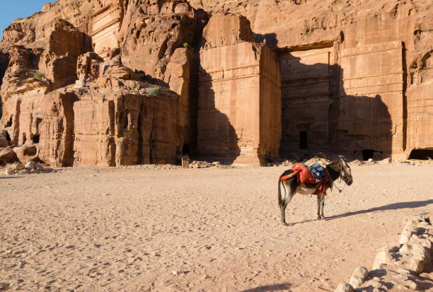 A typical harnessed donkey awaits the tourists for a ride, in front of Petra's old carved tombs, in Jordan. A typical harnessed donkey awaits the tourists for a ride, in front of Petra's old carved tombs, in Jordan. donkey animal themes desert landscape stock pictures, royalty-free photos & images