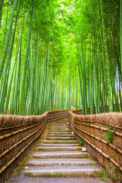 istock Kyoto, Japan Bamboo Forest 1017213294