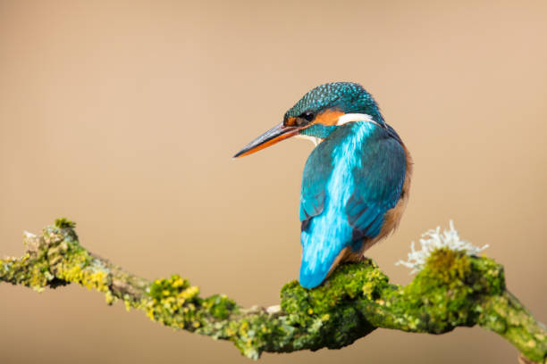 istock Female kingfisher 1017215686