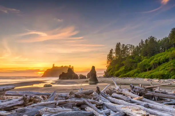 Olympic National Park, Washington, USA at Ruby Beach with piles of deadwood.