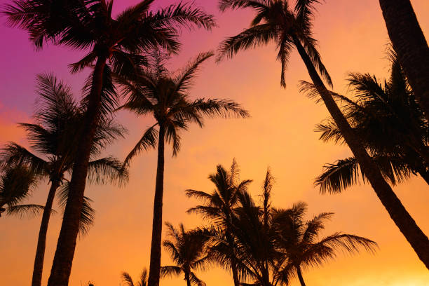 istock Palm trees silhouette on sunset tropical beach on Hawaii 1017216410
