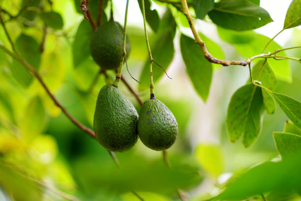 mazzo di avocado freschi che maturano su un ramo di un albero di avocado - orchard fruit vegetable tree foto e immagini stock