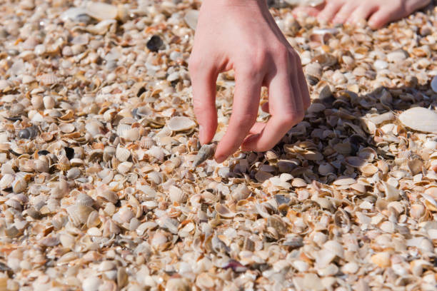 istock Woman on shellfish beach touch shells at sunny day 1017216950