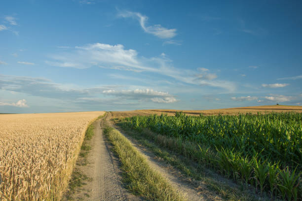 istock Long dirt road through fields of corn and grain 1017217068