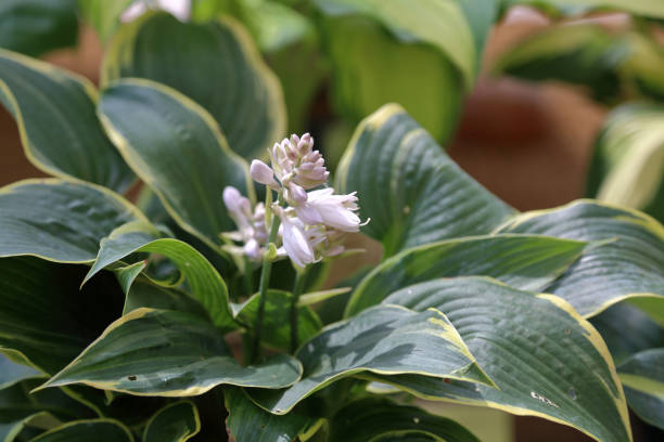 istock Perennial plant Hosta 1017219390