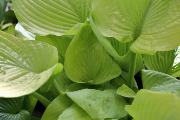 istock Perennial plant Hosta 1017219430
