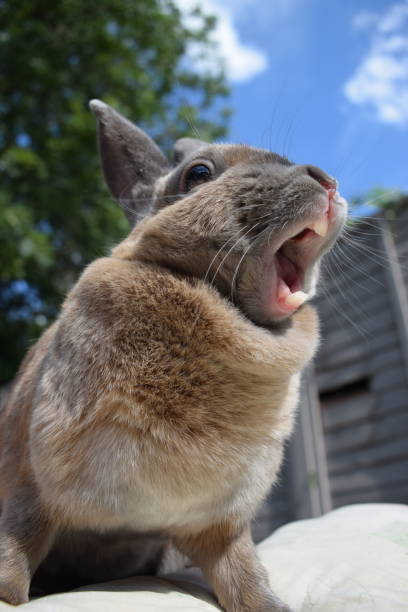 Yawning Rabbit Png Rex Rabbit Yawning