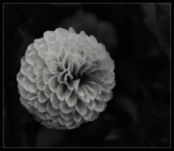 istock Blooming flower in cloe up 1017220062