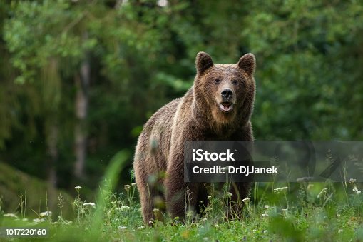 istock Large Carpathian brown bear portrait in the woods Europe Romania. 1017220160