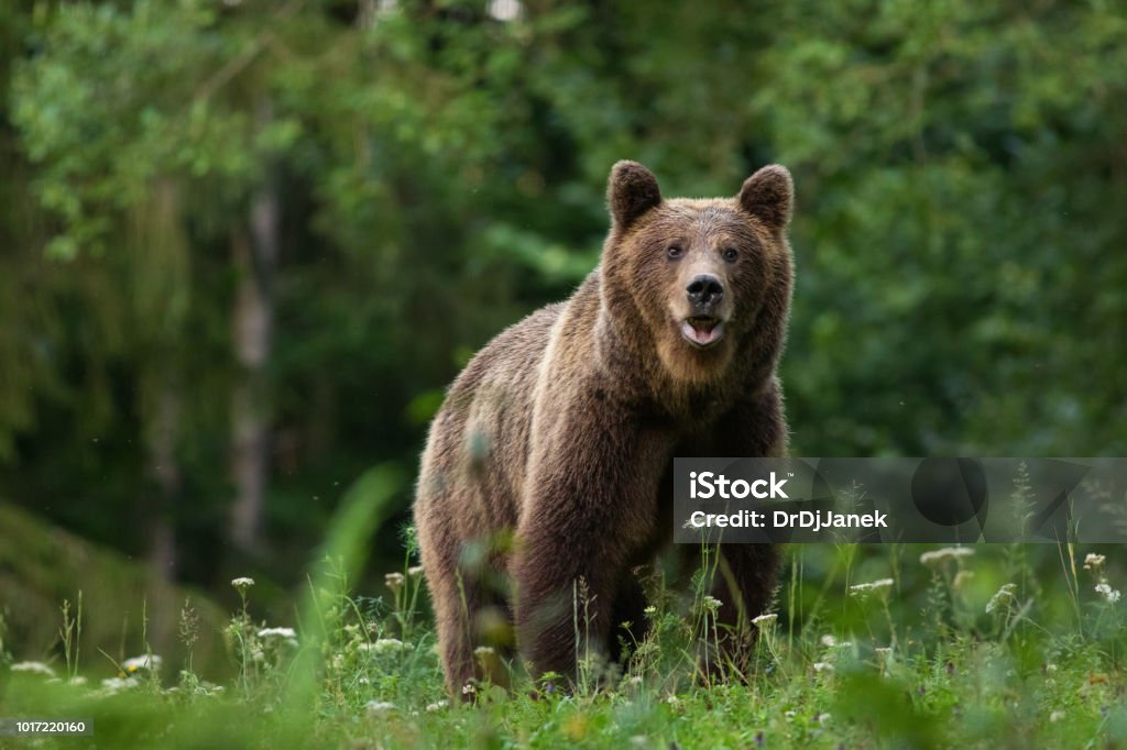 Large Carpathian brown bear portrait in the woods Europe Romania. Large Carpathian brown bear predator portrait, while looking in the camera in natural environment in the woods of Romania Europe, with green background. Bear Stock Photo