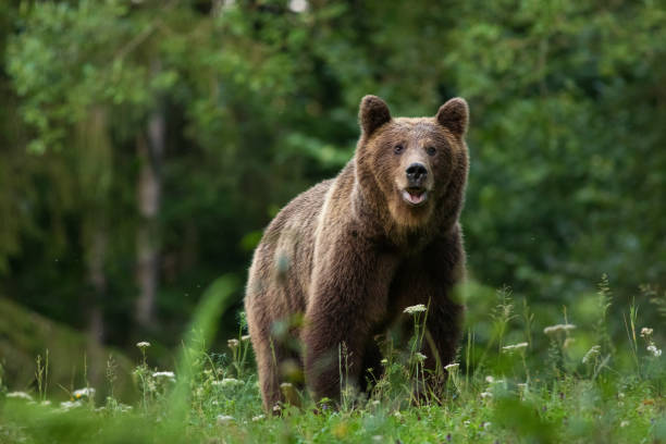 Large Carpathian brown bear portrait in the woods Europe Romania. Large Carpathian brown bear predator portrait, while looking in the camera in natural environment in the woods of Romania Europe, with green background. carpathian mountain range photos stock pictures, royalty-free photos & images