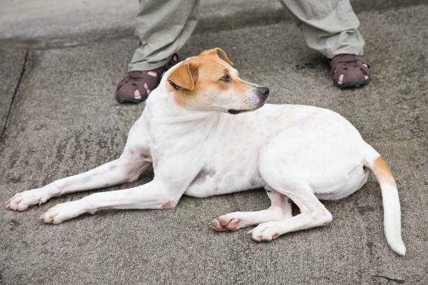 Street Dog Scratching His Back