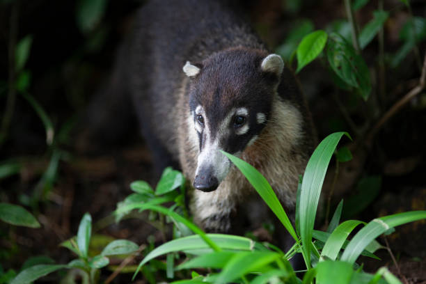istock A coati forages for food. 1017224624