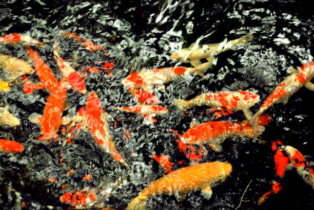 istock multi color carp Koi fish in pond 1017230228