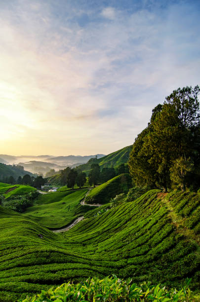 istock beautiful morning during sunrise at tea farm. 1017230280